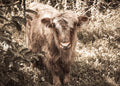 Highland Cow Canvas Print