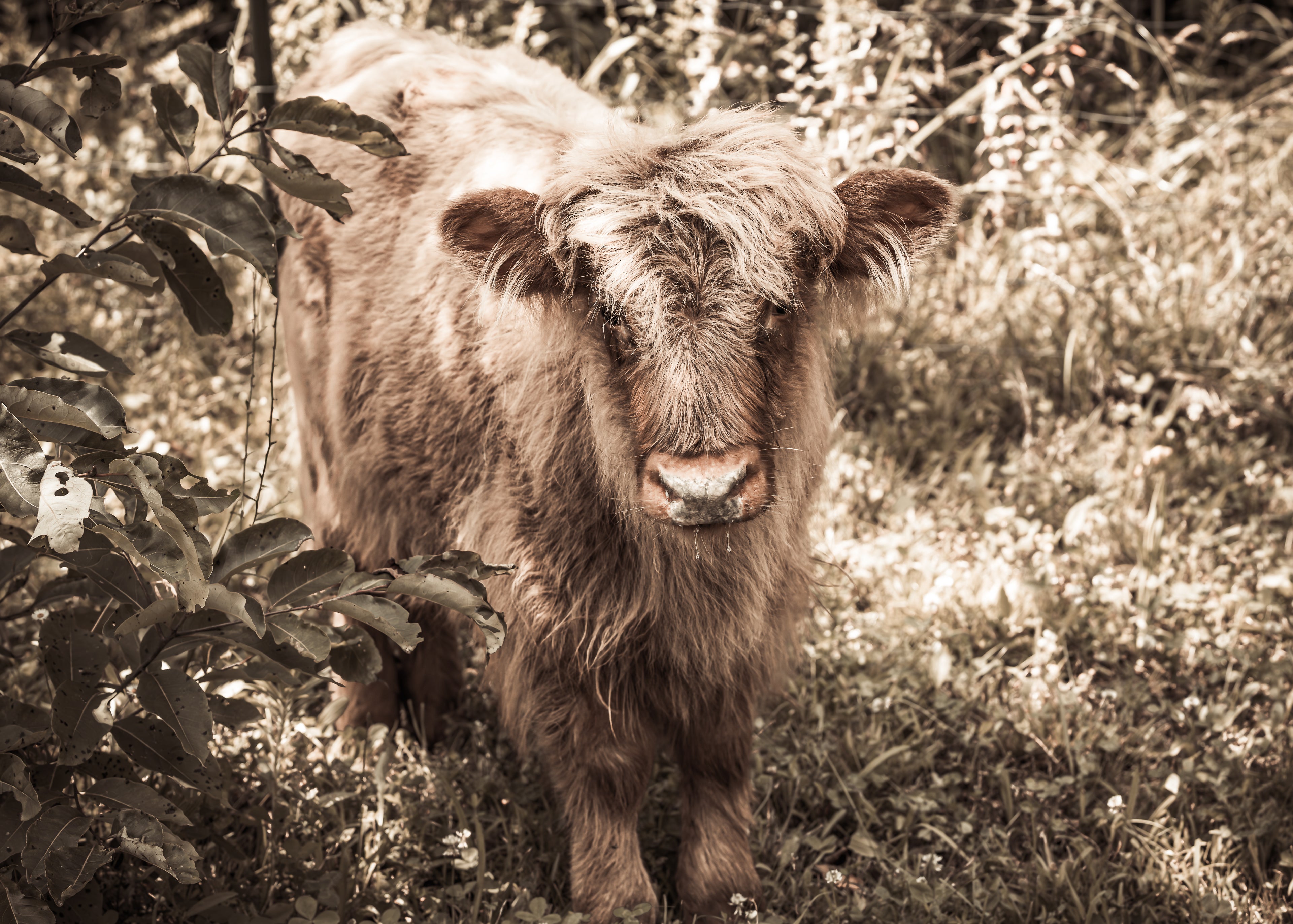 Highland Cow Canvas Print