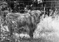 Highland Calf in Summer Pasture Canvas Print