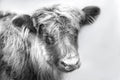 Highland Cow Portrait Study Canvas Print